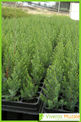 Juniperus thurifera tabla