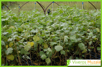 Lavatera maritima