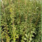 Ligustrum vulgare
