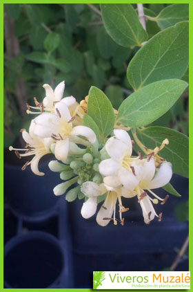 Lonicera biflora