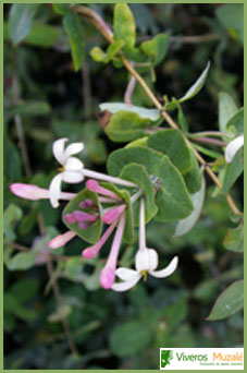 Lonicera implexa