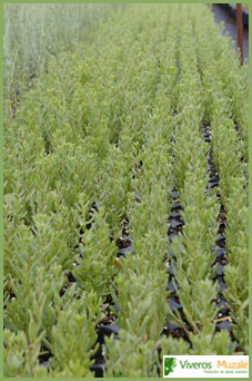 Lycium intrincatum tabla