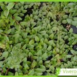 Mentha puligeum