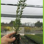 Myrtus communis
