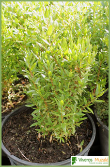 Myrtus communis