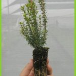 Myrtus tarentina