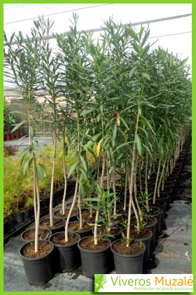 nerium oleander contenedor