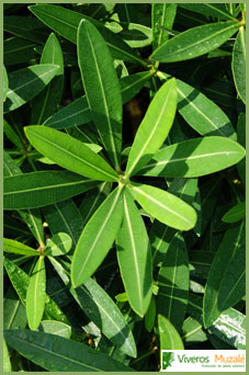 Nerium oleander