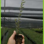 Olea sylvestris