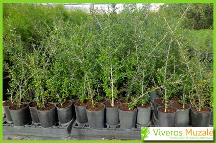 Olea europaea sylvestris