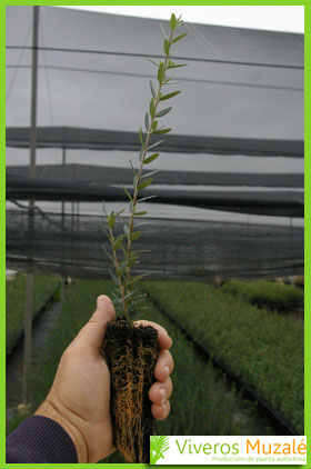 Olea europaea sylvestris