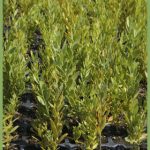 Osyris lanceolata