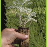 Artemisia arborescens