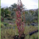 arthrocnemum fruticosum