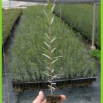 phillyrea angustifolia