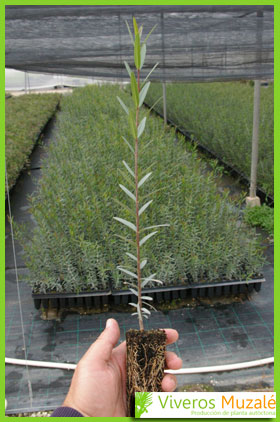 phillyrea angustifolia
