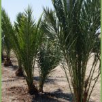 Phoenix dactylifera