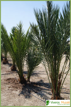 Phoenix dactylifera