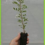 Pistacea lentiscus
