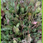 Plantago major