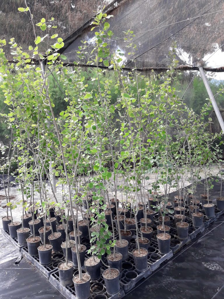 Populus nigra