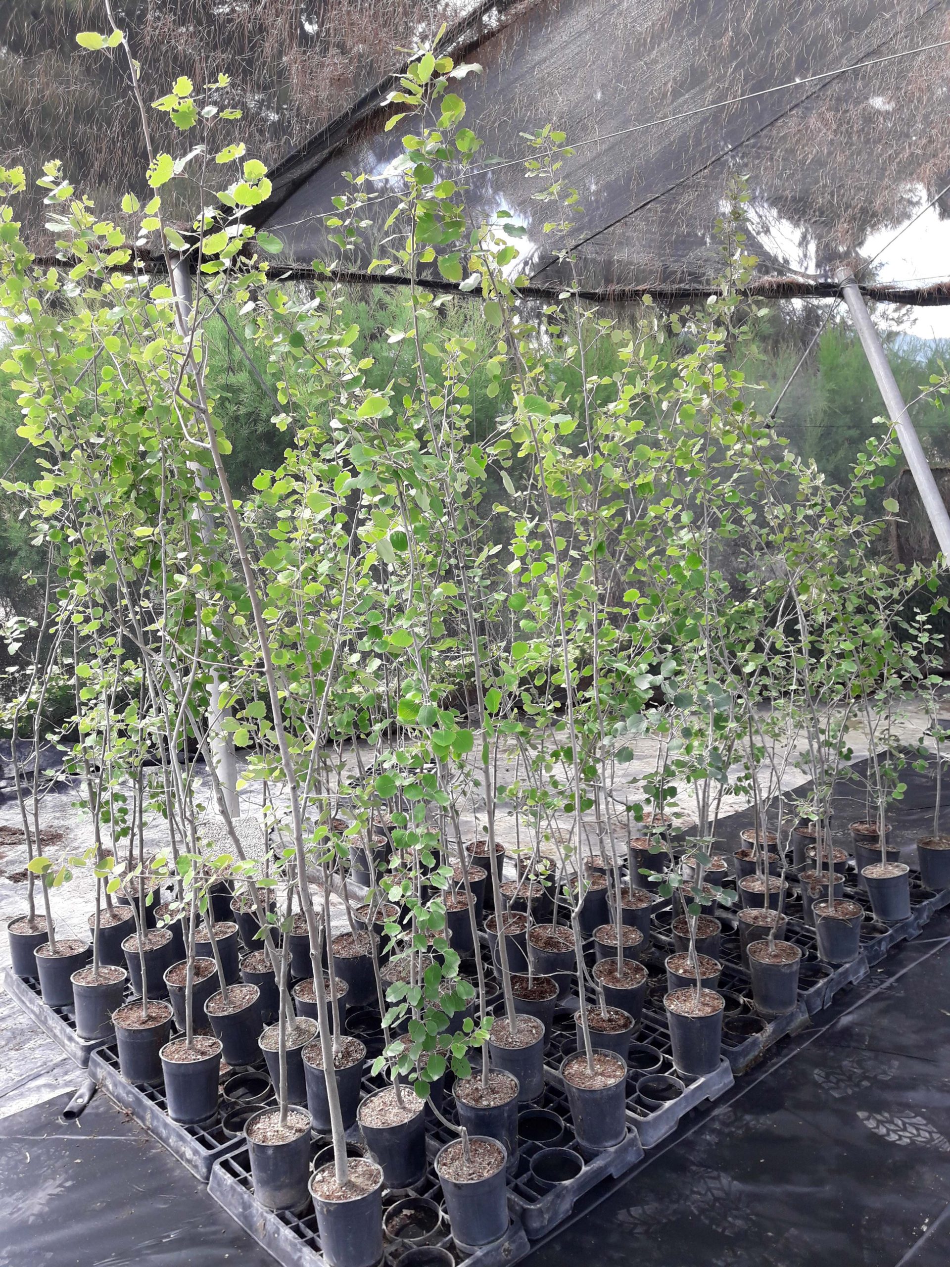 Populus nigra