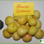 albaricoque damasco