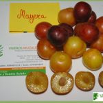 Ciruela Mayera