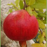 Punica granatum