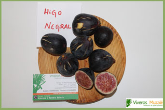 higuera negral higo