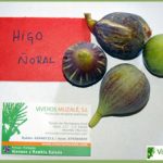 higuera noral