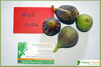 higuera noral