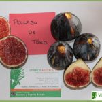 higuera pellejo toro