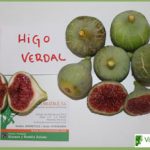 higuera verdal