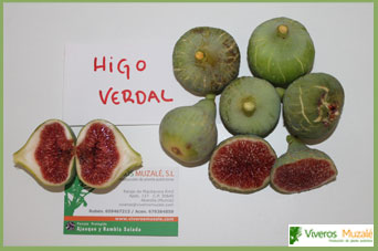 higuera verdal