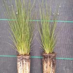 juncus acutus