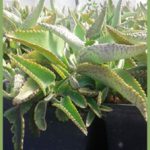 Kalanchoe daigremontiana