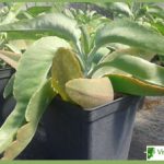 Kalanchoe gastonis