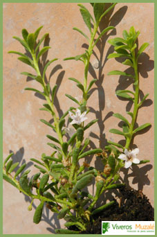 Myoporum parviflorum