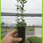 Quercus coccifera