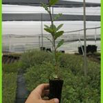 Quercus faginea