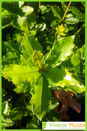 Quercus lusitanica hoja