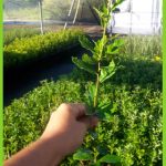 Quercus lusitanica 2