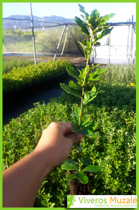 Quercus lusitanica 2