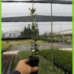 Quercus rotundifolia