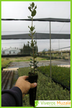 Quercus rotundifolia