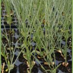 Retama sphaerocarpa