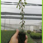 Rhamnus alaternus