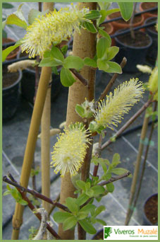 Salix atrocinerea