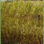 Salix fragilis